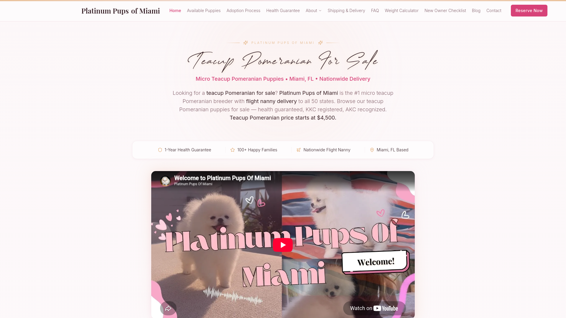 Teacup Pomeranian Puppies For Sale | Platinum Pups Of Miami